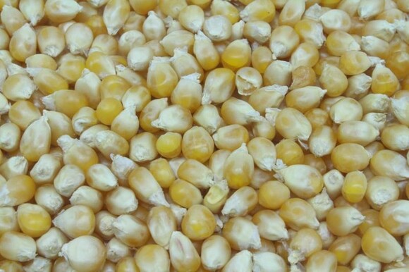 corn for popcorn organic