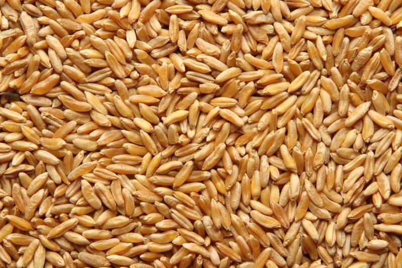 kamut wheat organic
