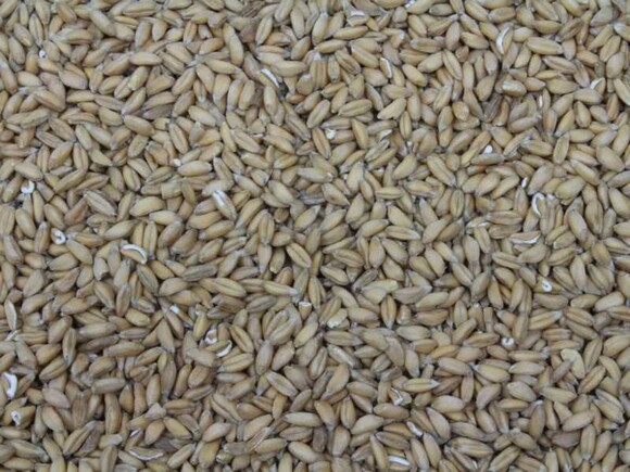 emmer wheat organic 25kg