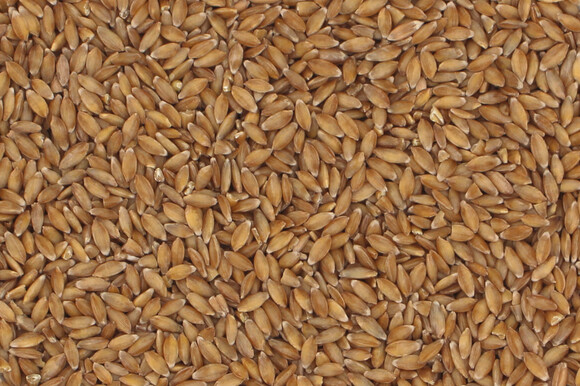 einkorn wheat organic