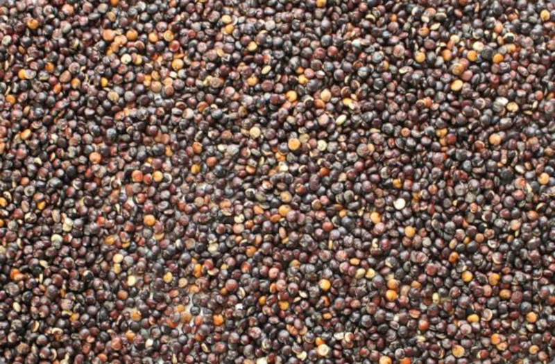 quinoa black organic