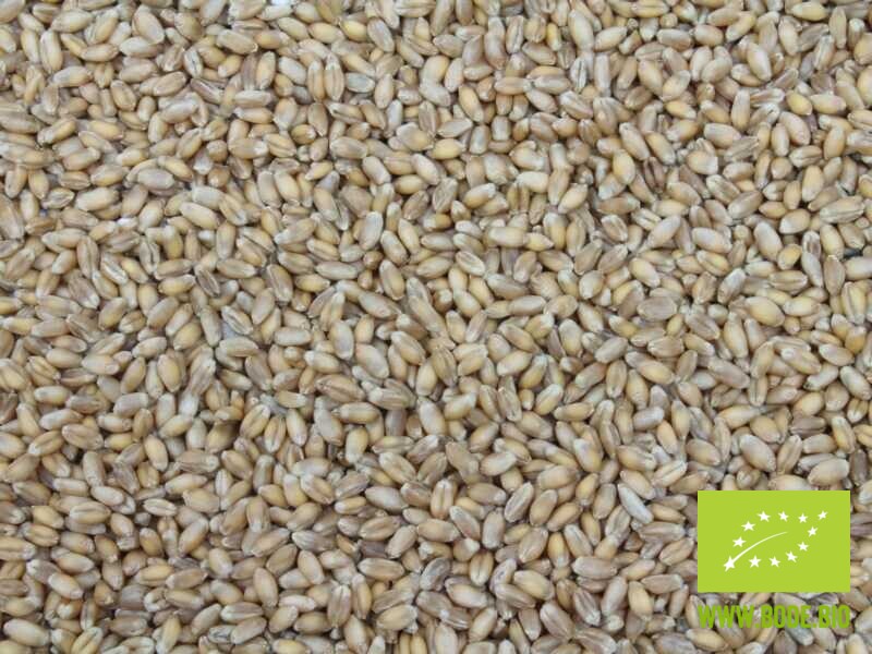 wheat Demeter organic