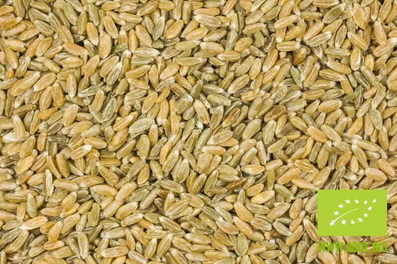 unripe spelt grain organic