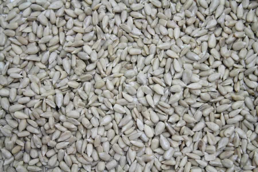 Sonnenblumenkerne High Oleic bio Europa