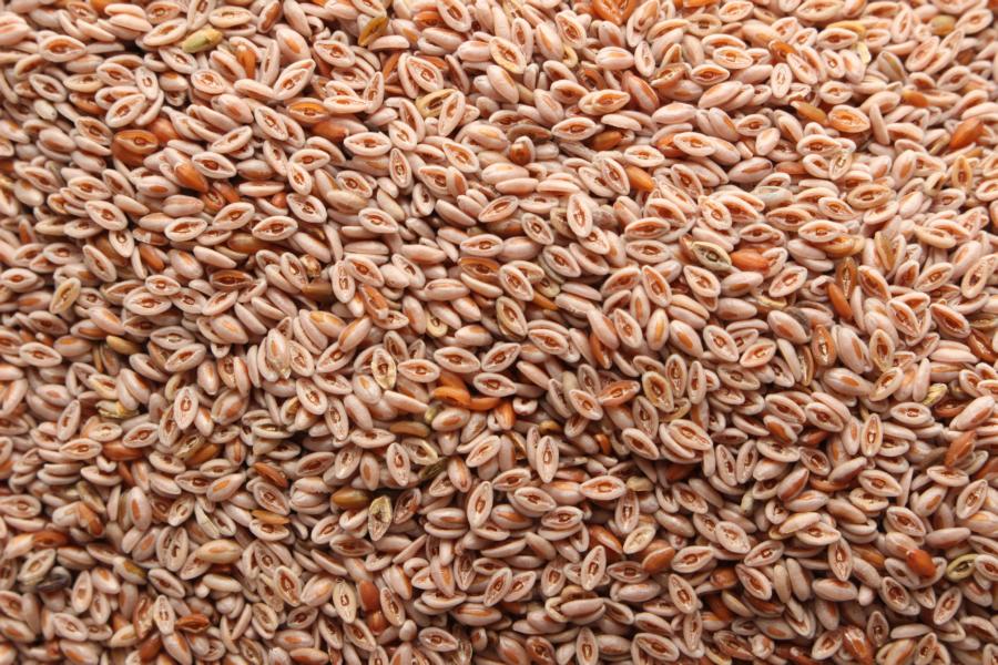 Flohsamen hell bio 500g (Indien)